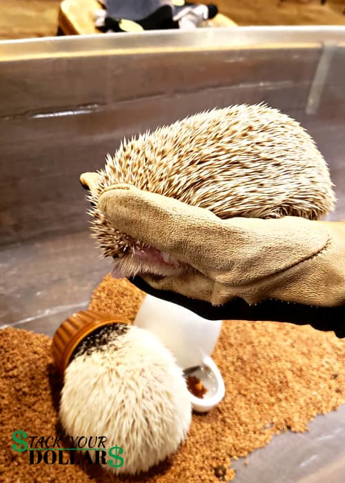 Harry Hedgehog Cafe