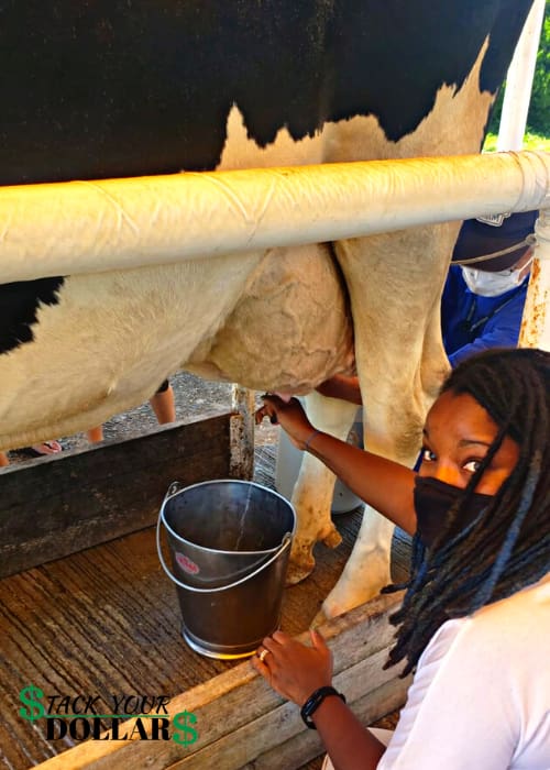 Author milking farm at Mother Farm