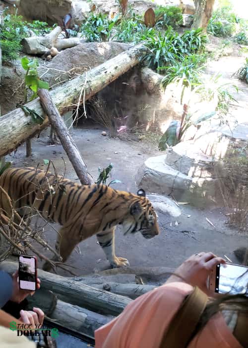 A tiger in the exhibit at San Diego Zoo