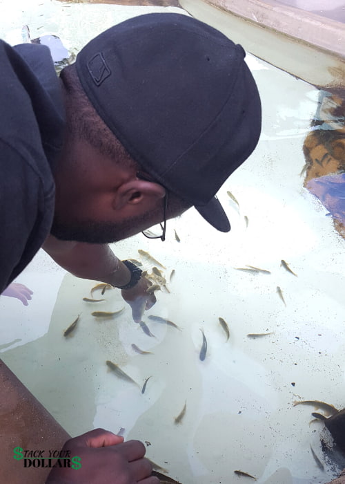 Back vie of man touching fish at SeaWorld