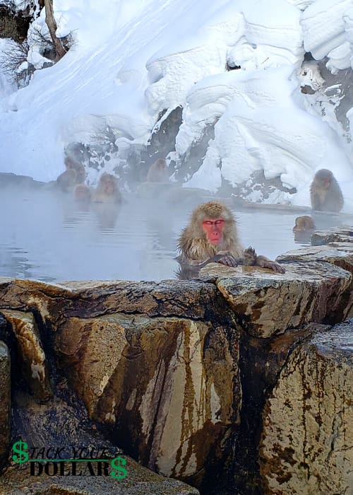 Snow monkeys in onsen at park